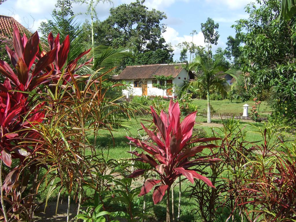Guesthouse Rumah Senang Kalibaru Extérieur photo